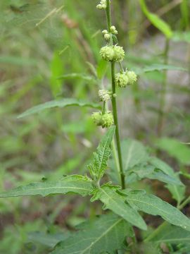 Rehmannia Glutinosa Extract 